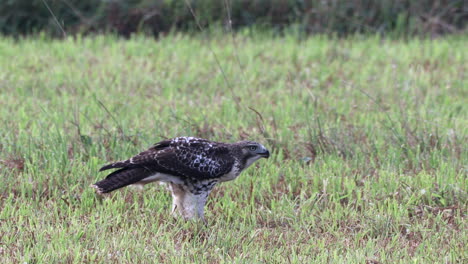 Ein-Rotschwanzbussard,-Der-Seine-Beute-Auf-Einer-Wiese-Frisst