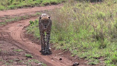 a lone male cheetah on the move, walking down a dirt path in an african wildlife reserve