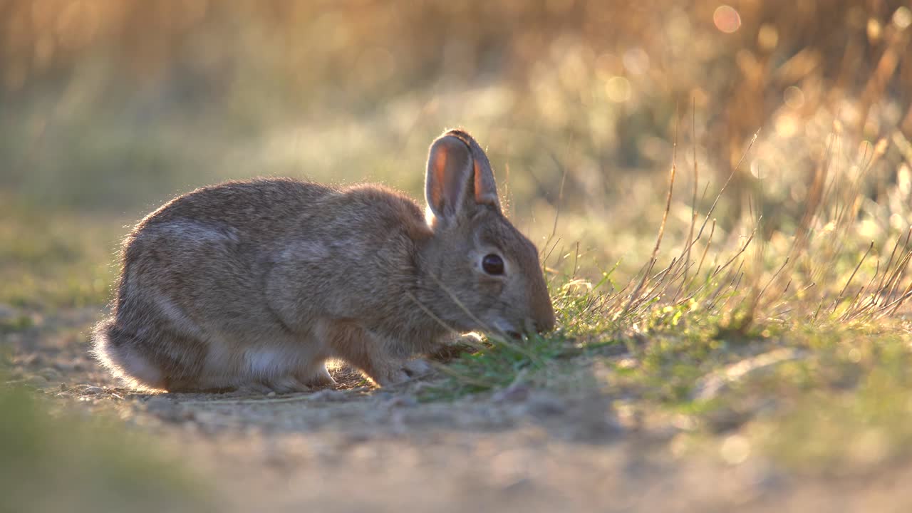 pastoreo de álamo de montaña contra un fondo de luz solar brillante por la mañana