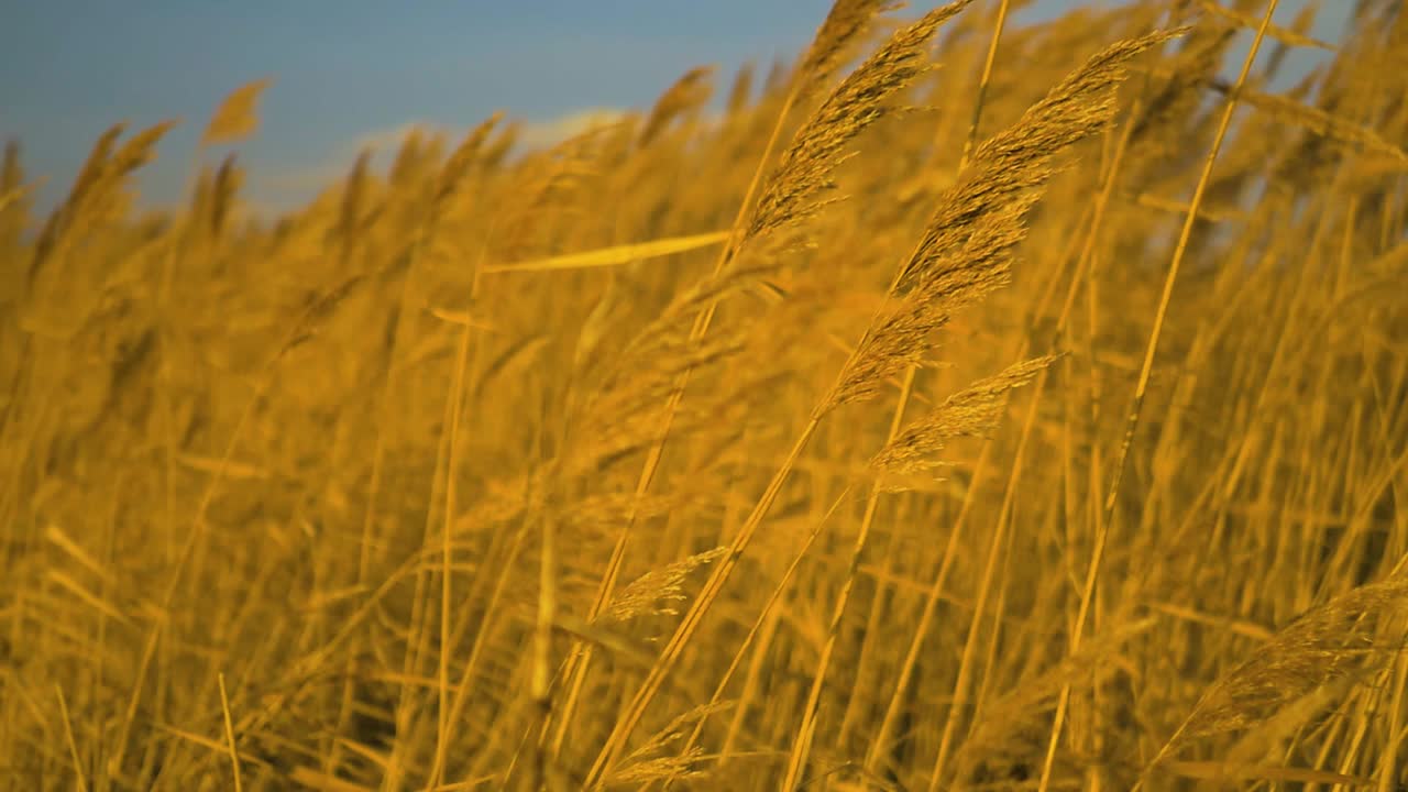 Beautiful slow motion shot of reeds and long grass swaying in the wind at sunset. We see rushes blowing in the breeze at dusk in incredible golden lighting. Filmed in the British countryside