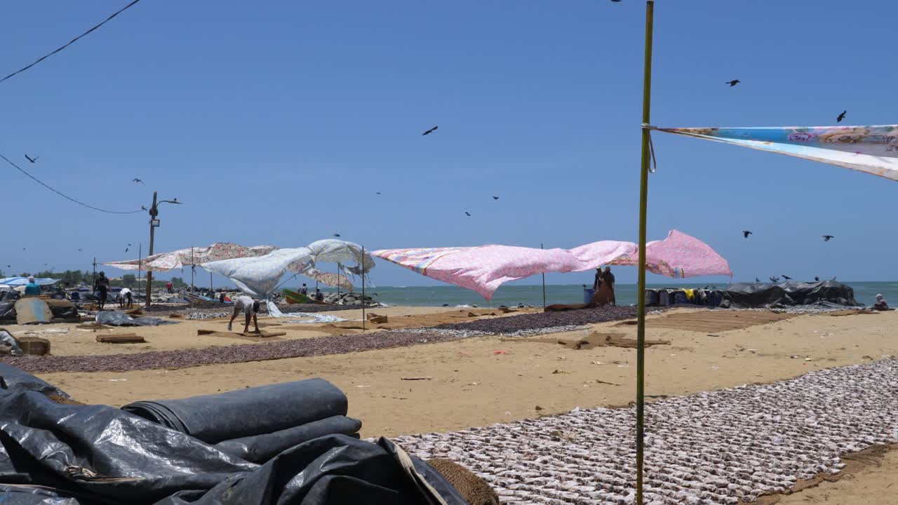 Walking along fish being dried and fishing huts by the beach at the local fish market in Negombo, Sri Lanka.