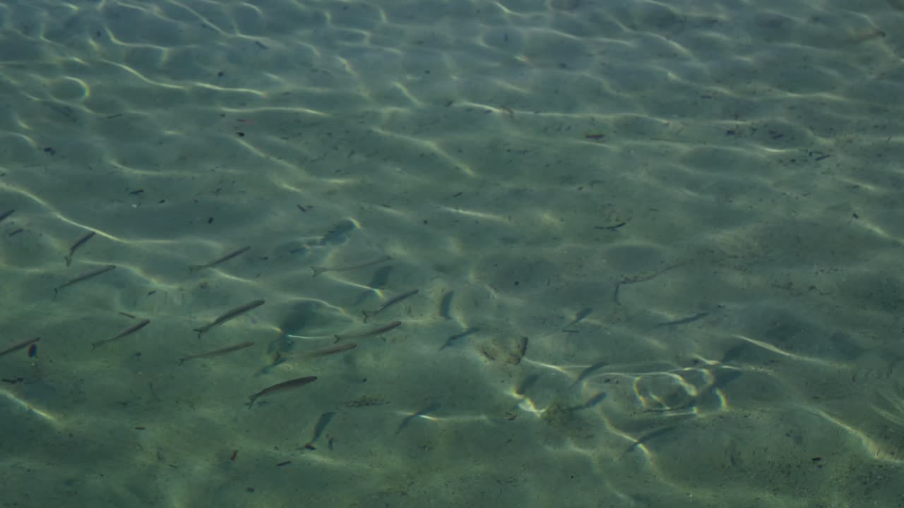 School of Fish in Clear Shallow Water