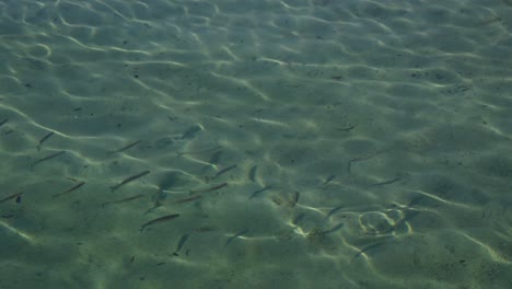 school of fish in clear shallow water