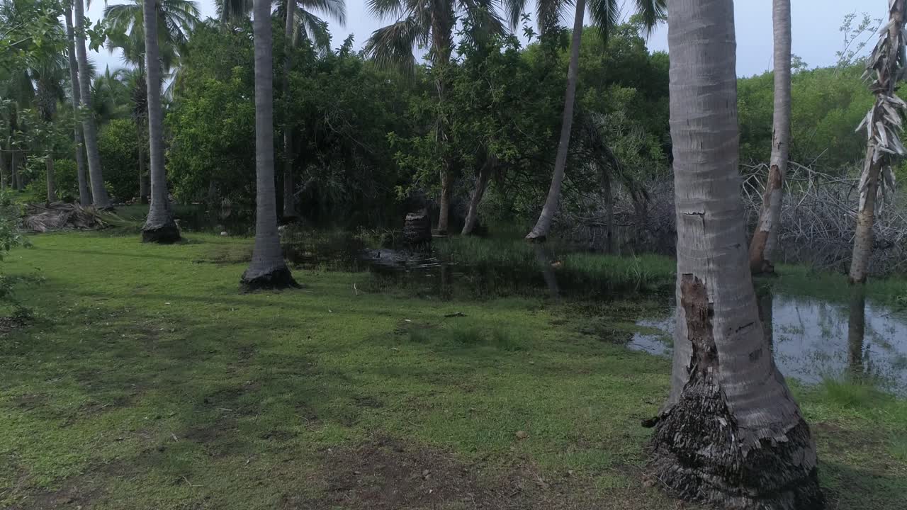 cámara lenta: toma de un cocodrilo saliendo del agua en el manglar de la ventanilla, oaxaca