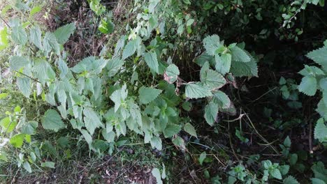 plantas de ortiga silvestre balanceándose con la brisa en un día soleado