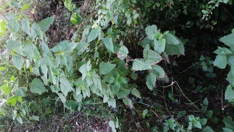 野<unk>植物在阳光明<unk>的日子里在风中摇摆