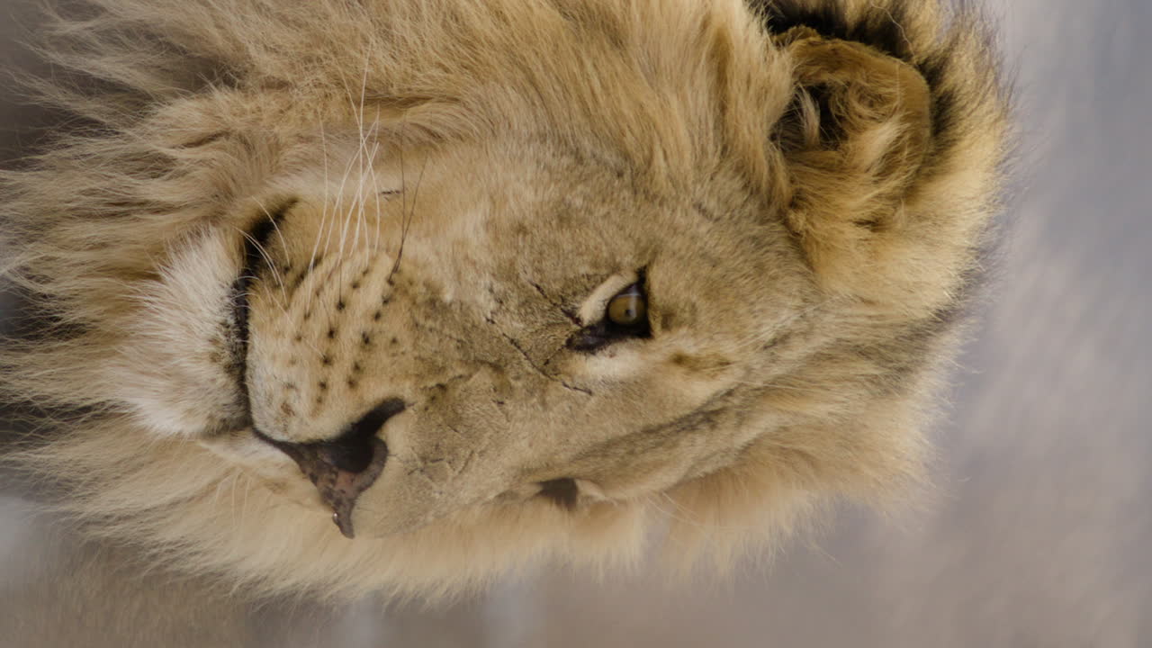 Vertikální záběr lva otáčejícího hlavu v africkém divokém safari.