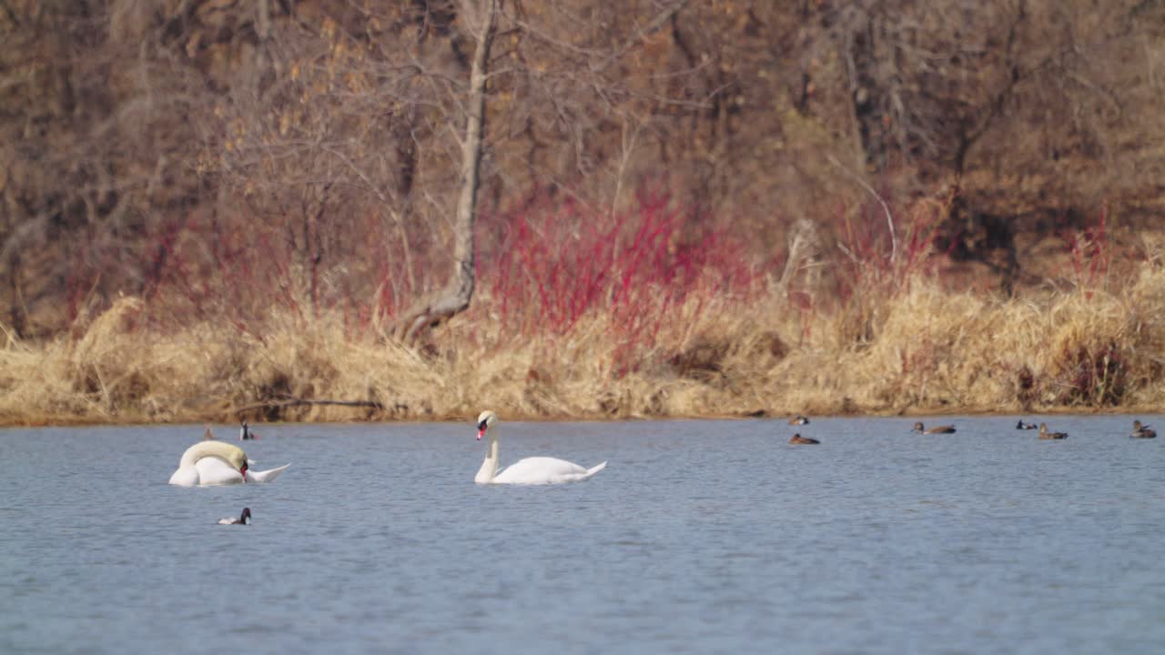 강에서 수영하는 백조와 오리, 정적  ⁇