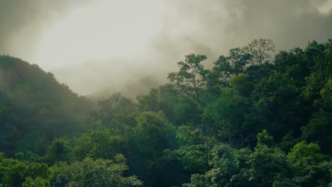 misty jungle canopy