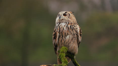 el búho águila posado en una rama