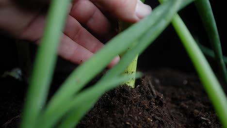 Macro-close-up-of-pulling-a-fresh-green-onion-sprig-out-of-the-garden