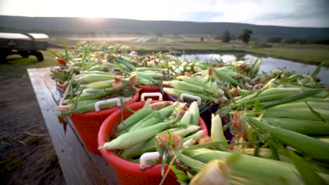 Camera-turning-to-the-left-focussed-on-a-flatbed-loaded-with-freshly-picked-corn-with-the-sun-rising-over-the-mountain