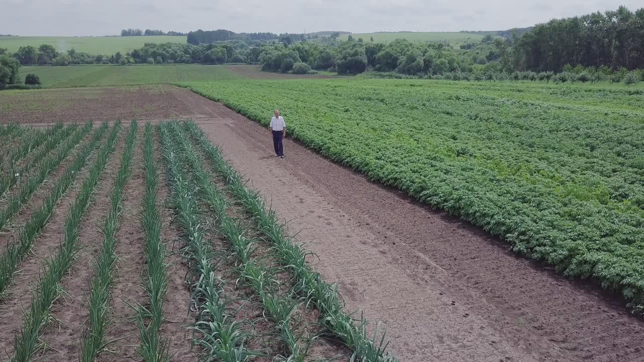 agricultor inspeccionando los cultivos de cebollas y patatas