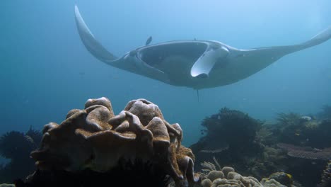 feel the intense moment of being eye to eye with an oceanic manta