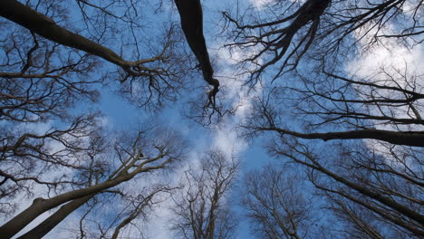 bare leafless trees in an english woodland reach up to the blue winter sky as white clouds pass by overhead