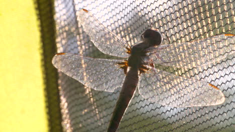 beautiful dragonfly resting on a net, macro close up