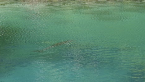 Slow-Motion-shot-following-a-dolphin-swimming-and-breaching-the-tropical-crystal-clear-turquoise-Caribbean-water-in-the-Bahamas-and-diving-back-down-on-a-warm-sunny-day