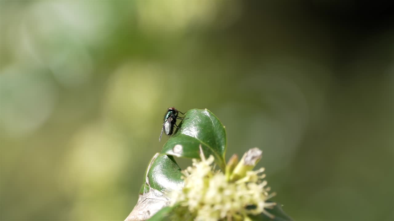 Fly at top of waxy leaf with blurred background and out of focus flowers