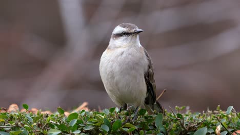 a chalk-browed mockingbird perching over a vegetation fence in slow motion