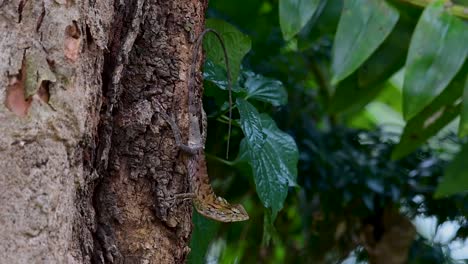 El-Lagarto-De-Jardín-Oriental-También-Se-Llama-Lagarto-De-Jardín-Oriental,-Chupasangre-Y-Lagarto-Cambiable