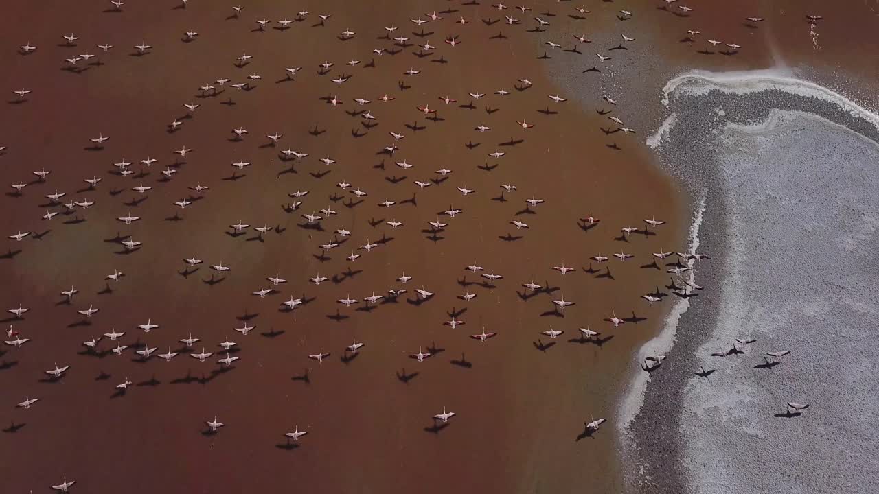 vista aérea épica de una bandada de flamencos chilenos volando en el lago poco profundo, bolivia ruta chile, bolivia