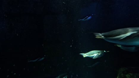 penguins gracefully swim underwater in aquarium exhibit