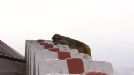 young monkey seen walking along rope with smog covered kathmandu in background, tracking shot