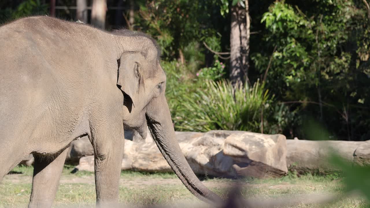 아시아 코끼리가 보호구역에서 고 있다