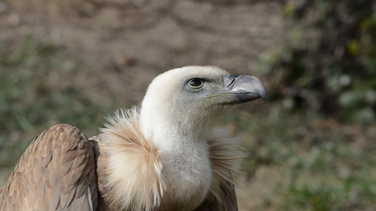 Zoo di Madrid, Spagna