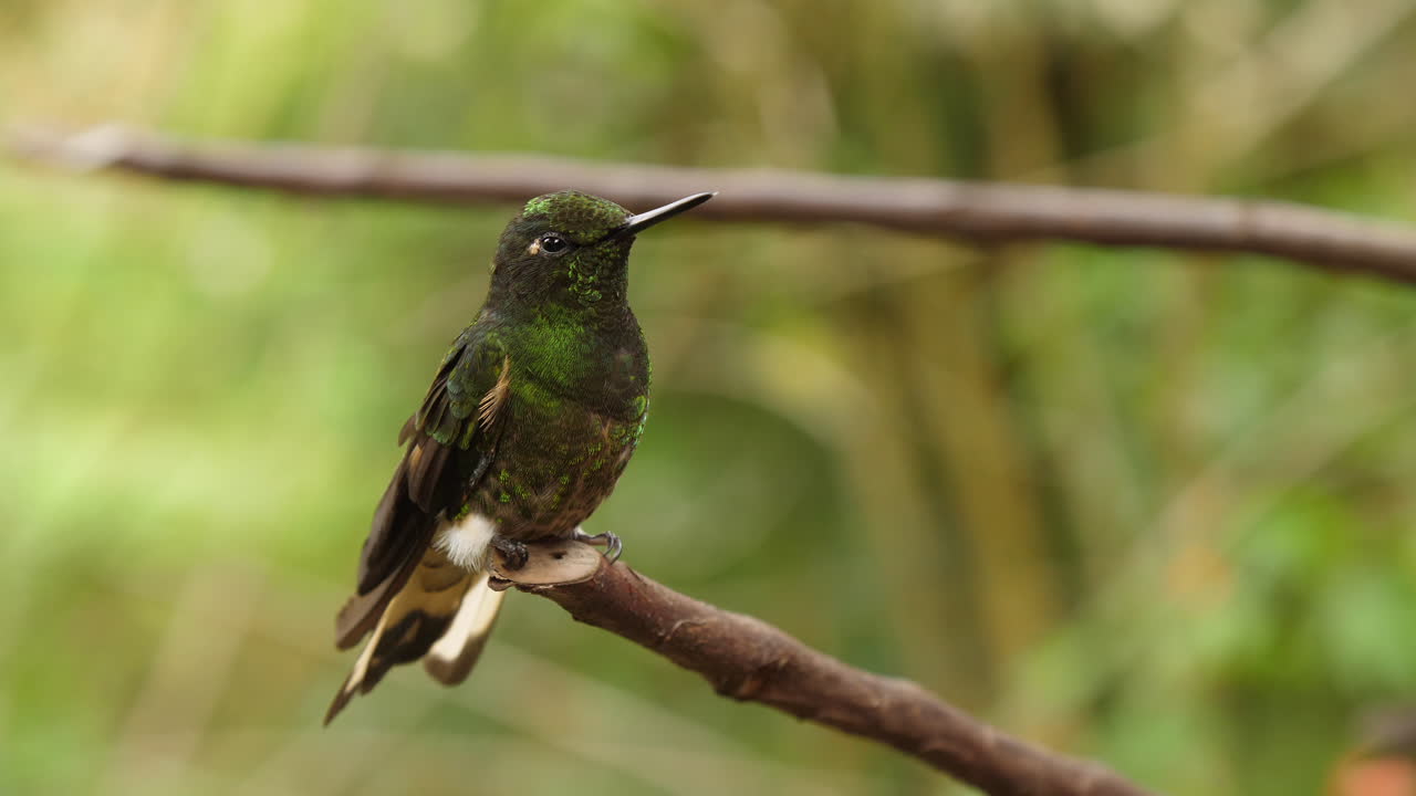 cerca de colibrí verde grande en rama en los andes en cámara lenta