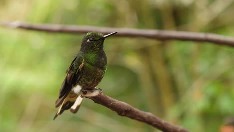 cerca de colibrí verde grande en rama en los andes en cámara lenta