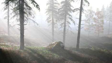 Bosque-Brillante-Temprano-En-La-Mañana-En-Las-Montañas