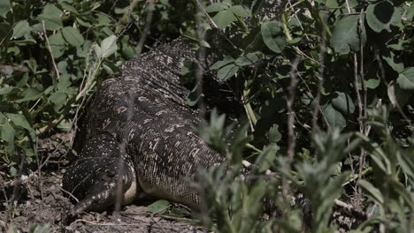 Asian-water-monitor-hiding-in-the-forest