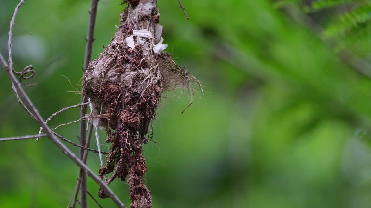 un pájaro padre que vuela desde la derecha hacia su nido alimentando a sus bebés y vuela hacia abajo, pájaro solar de espalda verde oliva cinnyris jugularis, tailandia