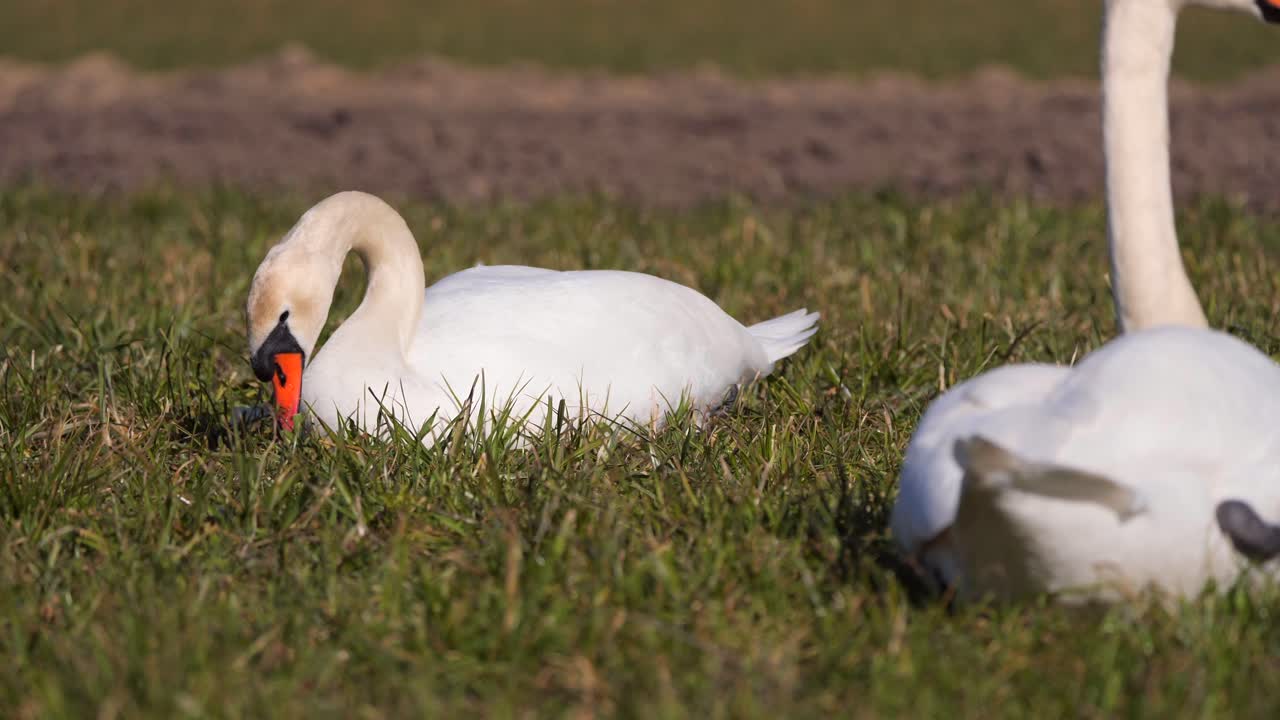 pareja de cisnes comiendo hierba en el campo