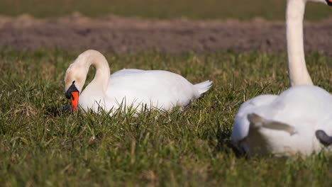 Schwanenpaar-Frisst-Gras-Auf-Dem-Land