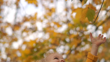 happy little child is stretching hand to yellow leaves on tree at autumn day laughing and smiling closeup portrait of funny toddler