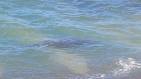 Un-Solo-León-Marino-Buceando-Y-Emergiendo-En-El-Océano,-Mamífero-Marino-En-Cámara-Lenta-Puerto-Valdés