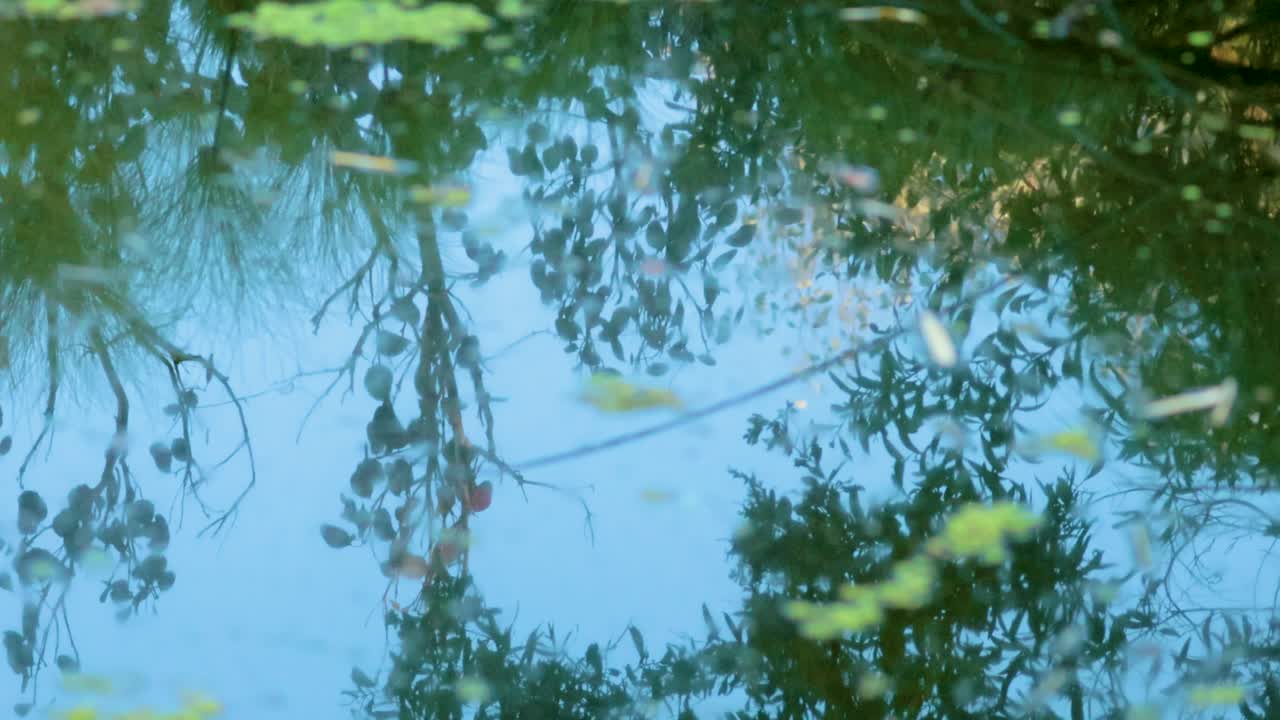 A serene reflection of trees and sky in calm water, capturing nature's peaceful essence with gentle movement and vibrant colors