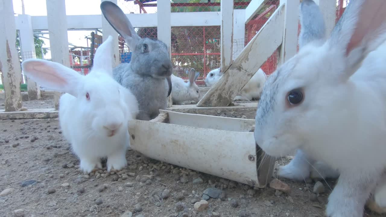 토끼 가족은 즙이 많은 푸른 풀을 먹습니다