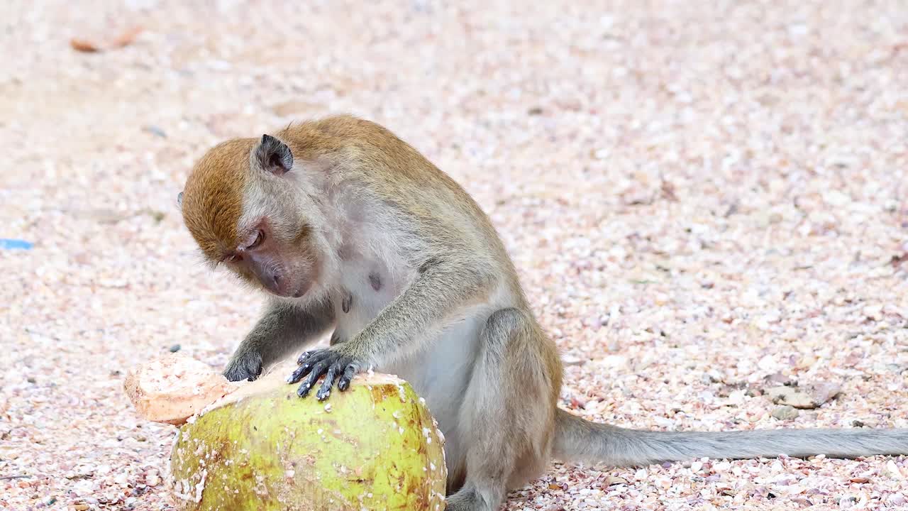 원이는 과일을 조사하고 상호 작용합니다.
