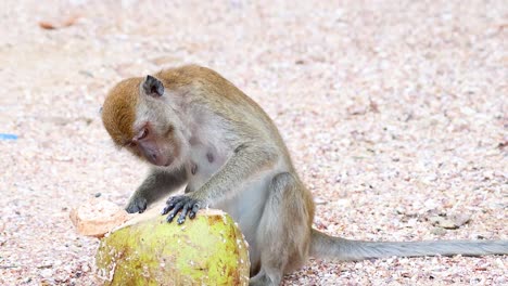 monkey examines and interacts with a fruit