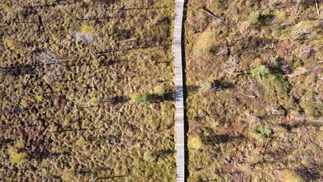 people enjoy sunny day on wooden pathway in middle of swampy area, aerial top down shot