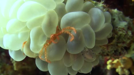 Orang-utan-crab-half-hidden-in-a-bubble-coral-with-bubble-coral-shrimp-in-background,-medium-to-close-up-shot