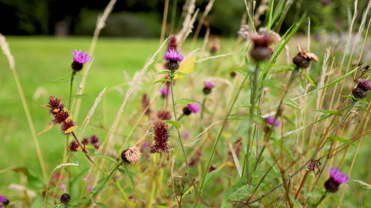 los cardo de leche se balancean en un campo escocés.
