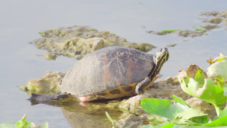 florida redbelly turtle sunbathing and resting on rock in water