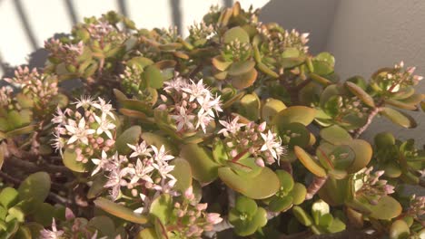 abeja de miel volando sobre una planta suculenta de jade floreciente con flor rosa, cámara lenta