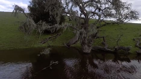el dron da vueltas lentamente alrededor de un viejo roble cubierto de musgo rodeado por un cuerpo de agua en colinas verdes