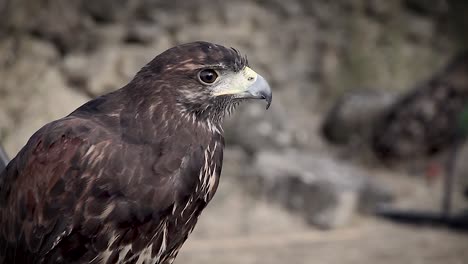 Trained-hawk-in-captivity,-standing-on-a-holder-and-observing-the-area