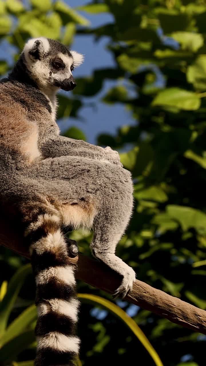 Un lemure dalla coda ad anelli siede su un ramo, osservando l'ambiente circostante su uno sfondo verde lussureggiante.